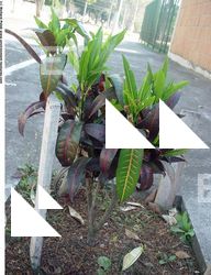 Photo Textures of Plants