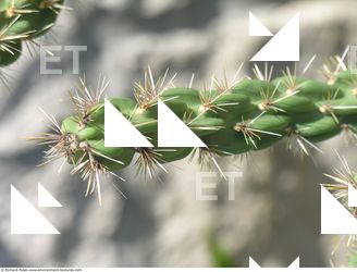 Photo Textures of Cactus