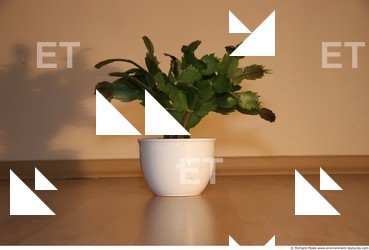 Photo Textures of Plants