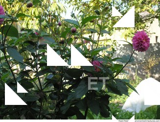 Photo Textures of Plants