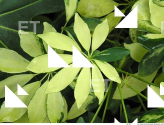 Photo Texture of Leaves