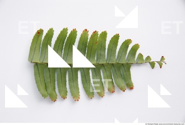 Photo Textures of Leaves