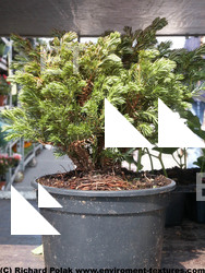 Photo Textures of Trees