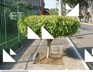 Photo Textures of Trees