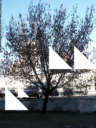 Photo Textures of Trees