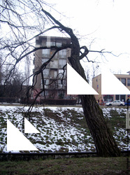 Photo Textures of Trees