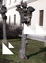 Photo Textures of Trees