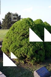 Photo Textures of Trees