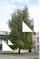 Photo Texture of Trees