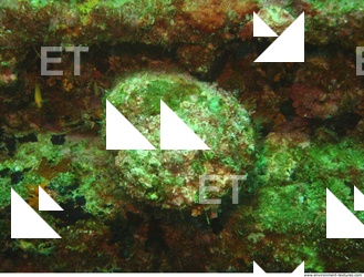 Photo Reference of Shipwreck