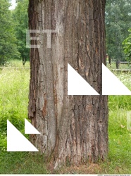 Trees Bark