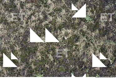 Grass