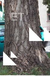Trees Bark