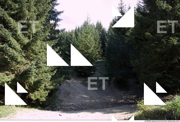 Photo Textures of Background Forest