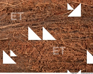 Photo Textures of Coconut