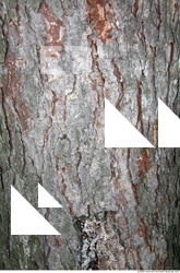 Trees Bark