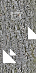 Seamless Bark
