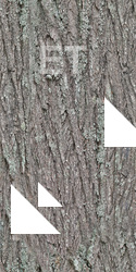 Seamless Bark