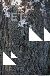 Trees Bark