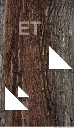 Trees Bark