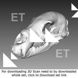 3D Scan of Skull #3