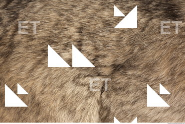 Photo Textures of Fur
