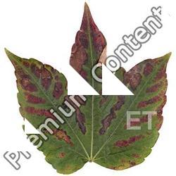 High Resolution Decals Textures 0049