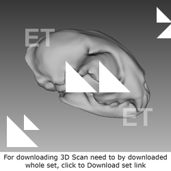 3D Scan of Skull