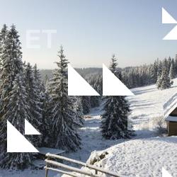 Photo Textures of Background Forest