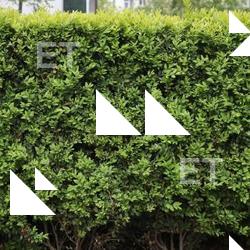 Photo Textures of Hedge