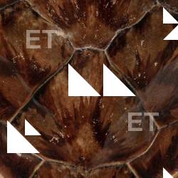 Photo Textures of Turtle Skin