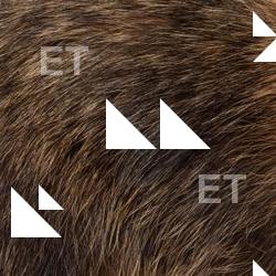 Photo Textures of Animal Skin