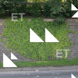 Photo Textures of Ivy