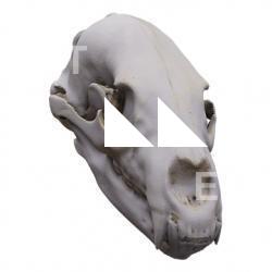 Skull Monkey Base 3D Scan