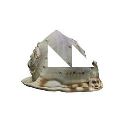 Sea Shell Base 3D Scan
