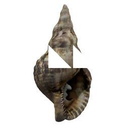 Sea Shell Base 3D Scan #2