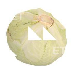 White Cabbage 3D Scan Retopo