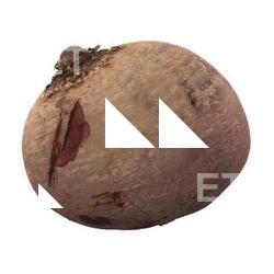 Beet Root 3D Scan Retopo