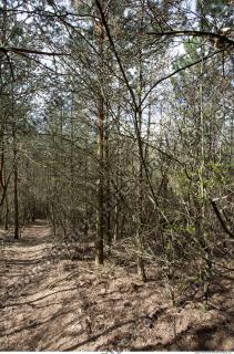 Photo reference of Background Forest