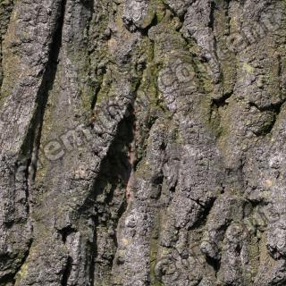 Seamless Bark 0003