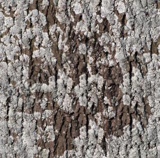 Seamless Bark 0027