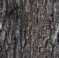 Seamless Bark 0013