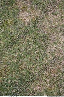 Photo Texture of Grass