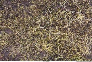 Photo Texture of Grass Dead