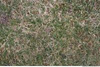 Photo Texture of Grass