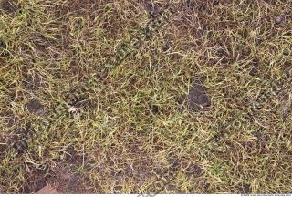 Photo Texture of Grass Dead