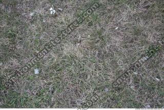 Photo Texture of Grass Dead