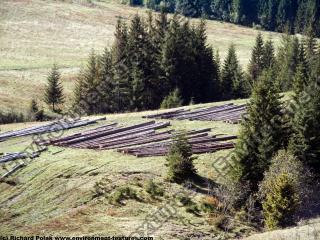 background forest