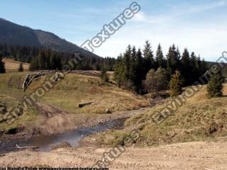 background forest