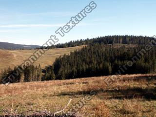 background forest